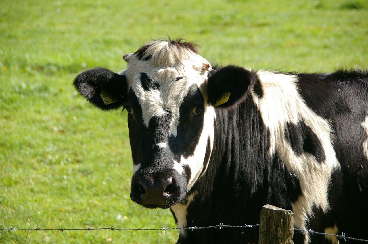 El Supremo confirma la multa a Lactalis por el Cártel de la Leche: impacto en las reclamaciones de ganaderos