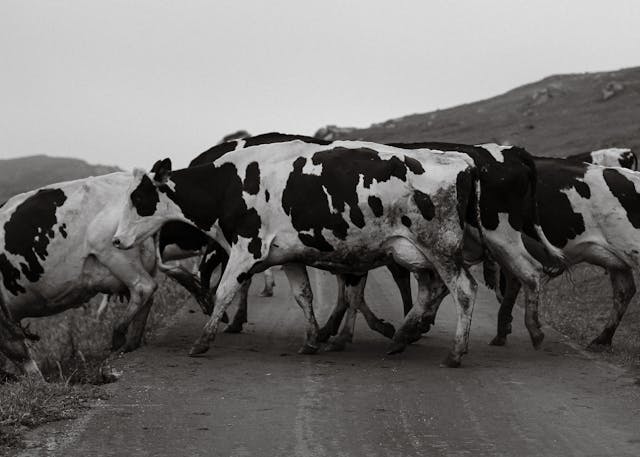 Sentencias clave del “cártel de la leche” y el llamamiento a los ganaderos.
